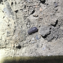 Trachelipus semiproiectus