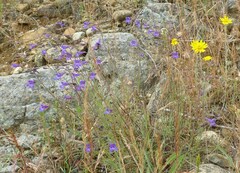 Penstemon filiformis
