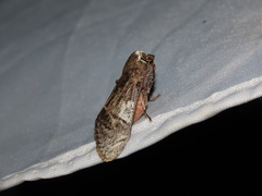 Aididae