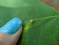 Caryomyia viscidolium