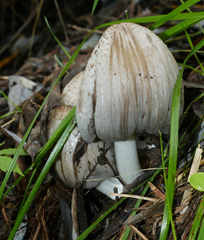 Coprinopsis romagnesiana