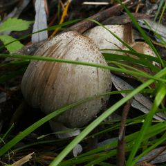Coprinopsis romagnesiana