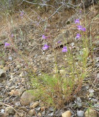 Penstemon filiformis