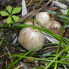 Coprinopsis romagnesiana