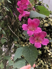 Lophospermum