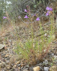 Penstemon filiformis