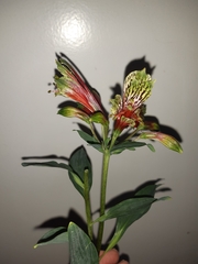 Alstroemeria psittacina