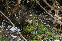 Coprinopsis romagnesiana