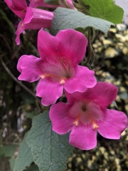 Lophospermum