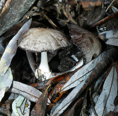 Coprinopsis romagnesiana