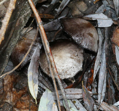 Coprinopsis romagnesiana