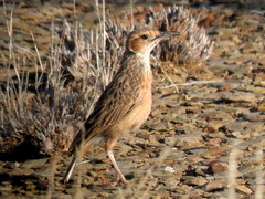 Chersomanes albofasciata garrula