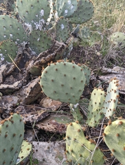 Opuntia orbiculata