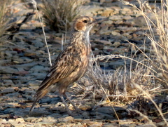 Chersomanes albofasciata garrula