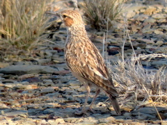 Chersomanes albofasciata garrula