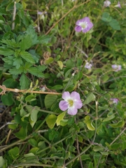 Asystasia gangetica
