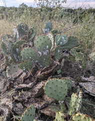 Opuntia orbiculata