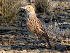 Chersomanes albofasciata garrula