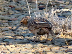 Chersomanes albofasciata garrula