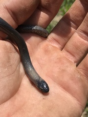 Amblyodipsas polylepis