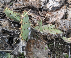Opuntia orbiculata