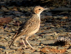Chersomanes albofasciata garrula