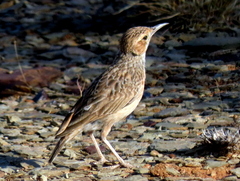 Chersomanes albofasciata garrula