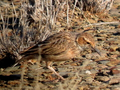 Chersomanes albofasciata garrula