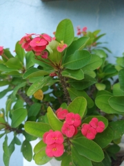 Euphorbia milii