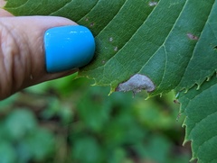 Phyllonorycter lucetiella