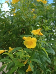 Tecoma stans
