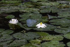 Nymphaea odorata