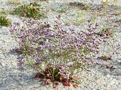 Limonium binervosum