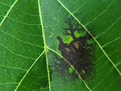 Bacteria