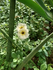 Turnera subulata