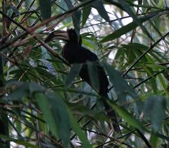 Lophoceros fasciatus