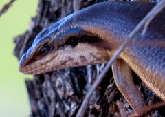 Trachylepis binotata