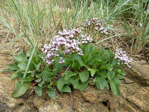 Limonium ovalifolium, photograph 6