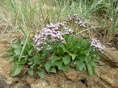 Limonium ovalifolium