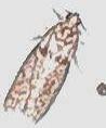 Acrobasis