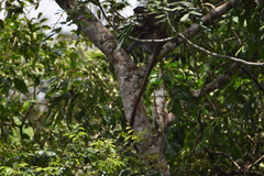 Cercopithecus cephus