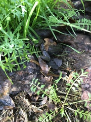 Lithobates