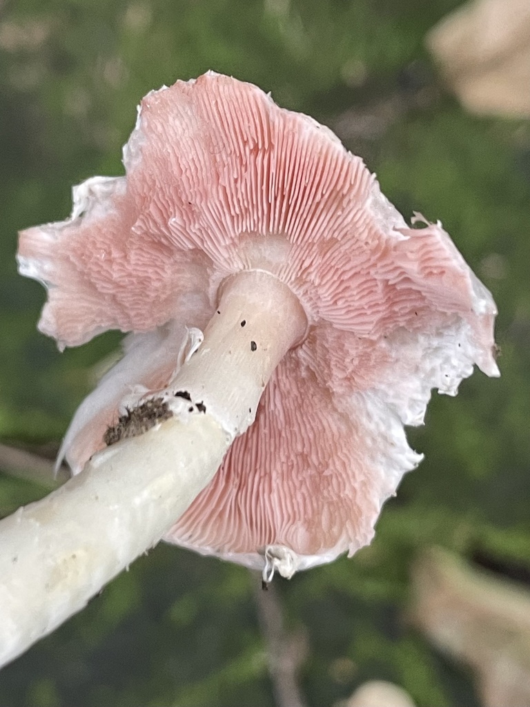Leucocoprinus leucothites · November 2022 · photo: © wafflemaster135 (iNaturalist, cc0)