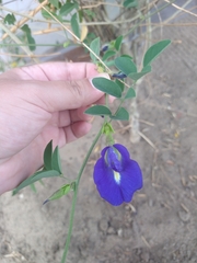 Clitoria ternatea ternatea