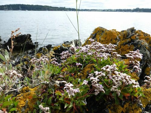 Limonium ovalifolium, photograph 5