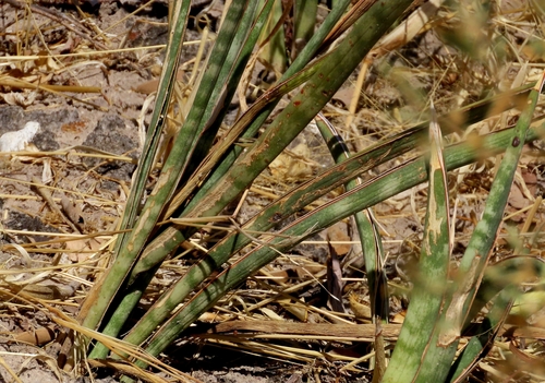 Sansevieria aethiopica image