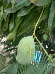 Mangifera indica