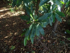 Elaeocarpus zollingeri