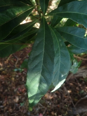 Elaeocarpus zollingeri