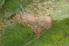 Phyllonorycter blancardella